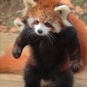 Meet your Posher, Sandy